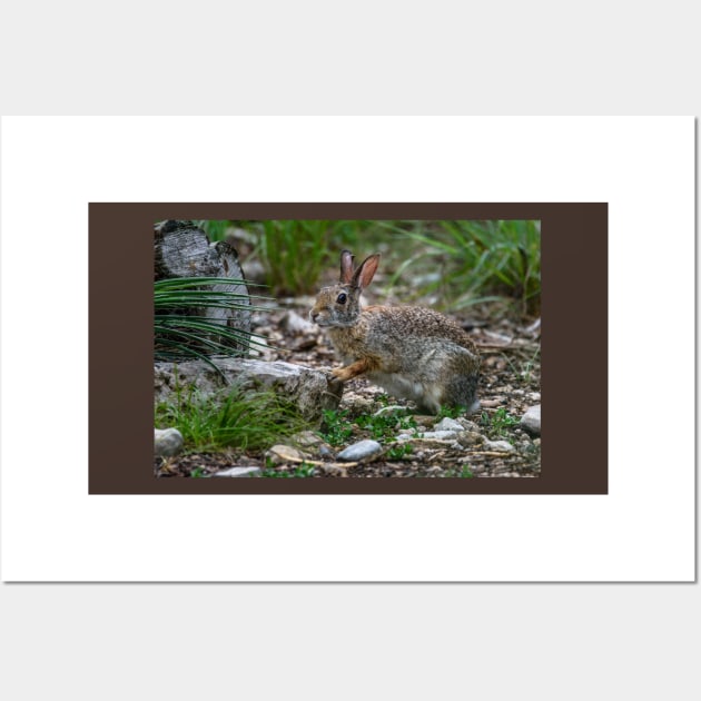Cottontail Rabbit Hopping Along the Trail Wall Art by Debra Martz